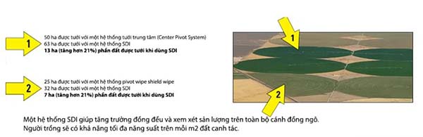 Hệ thống tưới nhỏ giọt dưới mặt đất SDI cho ngô giúp tăng năng suất